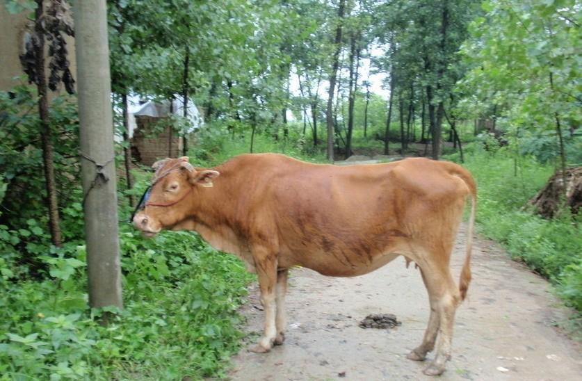 武义县最新求一个套医保卡的黄牛是真的吗方法分析(最方便真实的武义县求一个套医保卡的黄牛是真的吗还是假的方法)